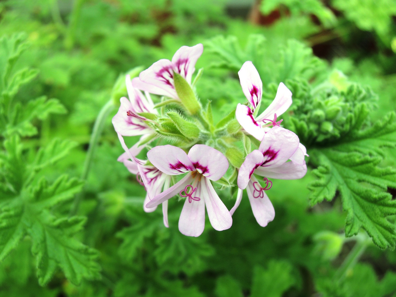 Pelargonium graveolens contre les moustiques géranium odorant rose pot 3L