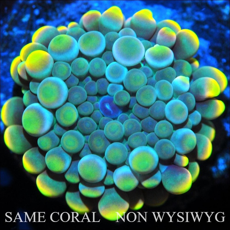 COE~ NON WYSIWYG Live Coral ~ CB Lemon Sour Yum Yum Yuma Bounce Mushroom - .5''