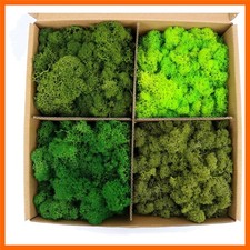 Preserved Moss 4 Color Reindeer Moss,Total 14OZ Each Color 3.5OZ, Natural Rea...