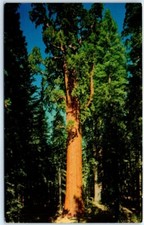 Postcard - General Sherman Tree, Sequoia National Park, Three Rivers, California
