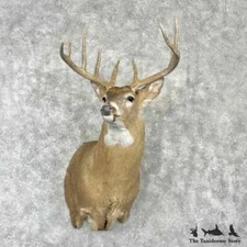 #30361 P | Whitetail Deer Taxidermy Wall Pedestal Shoulder Mount For Sale