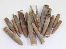 Belemnites, Belemnitella mucronata, Cretaceous, Campan, Misburg, Germany -P221