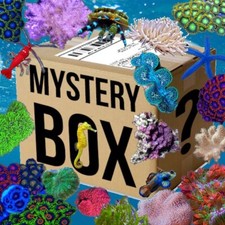 ✅SPECIALE XL Promo Box Coralli Invertebrati Acquario Marino Box Sorpresa Rarità