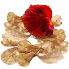 SunGrow 50 pcs Catappa Indian Almond Leaves   2  Water Conditioner for Betta Fis