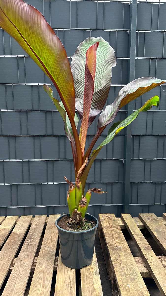 calathea white fusion substrat Calathea White Fusion main image 1