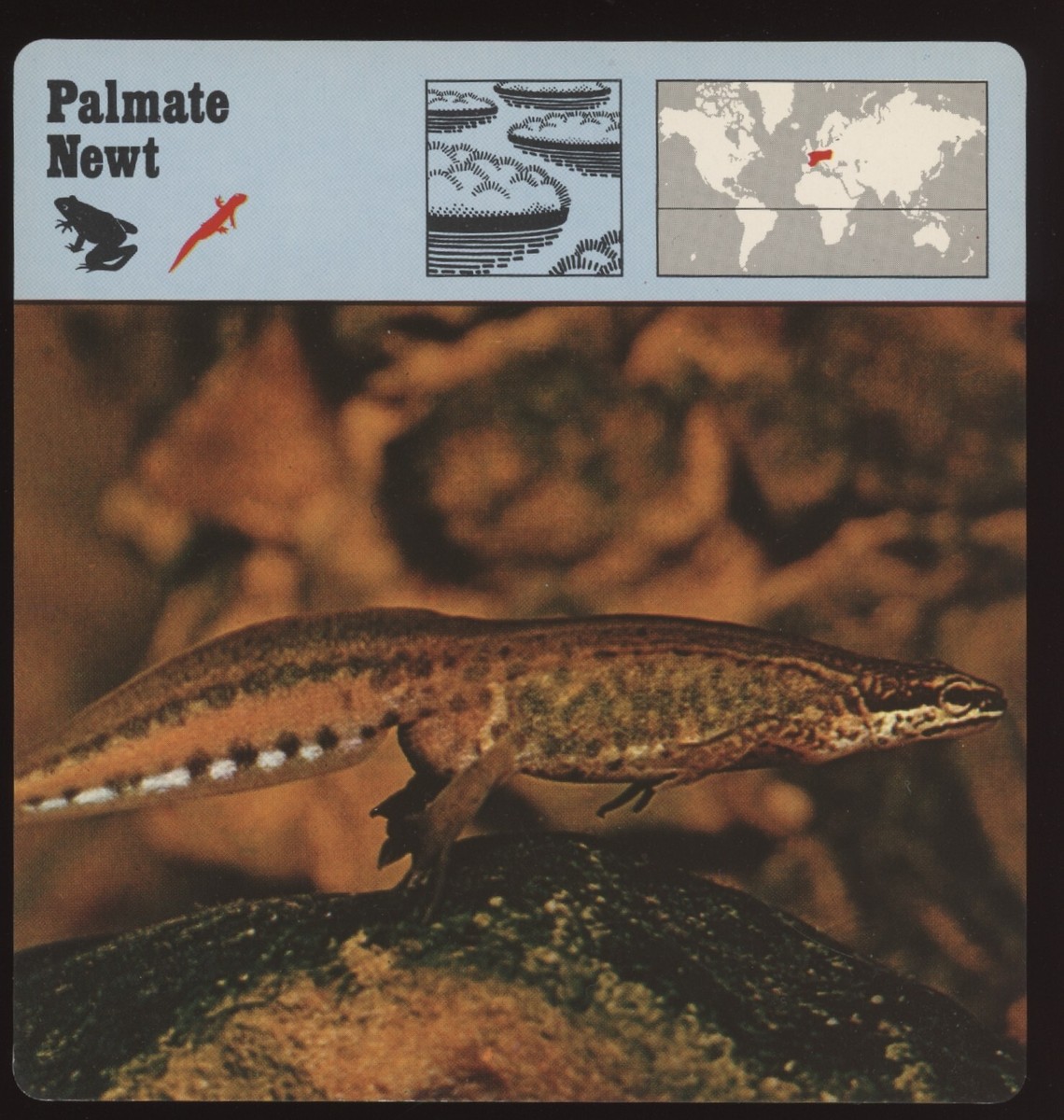 Palmate Newt Safari Cards Rencontre Amphibians