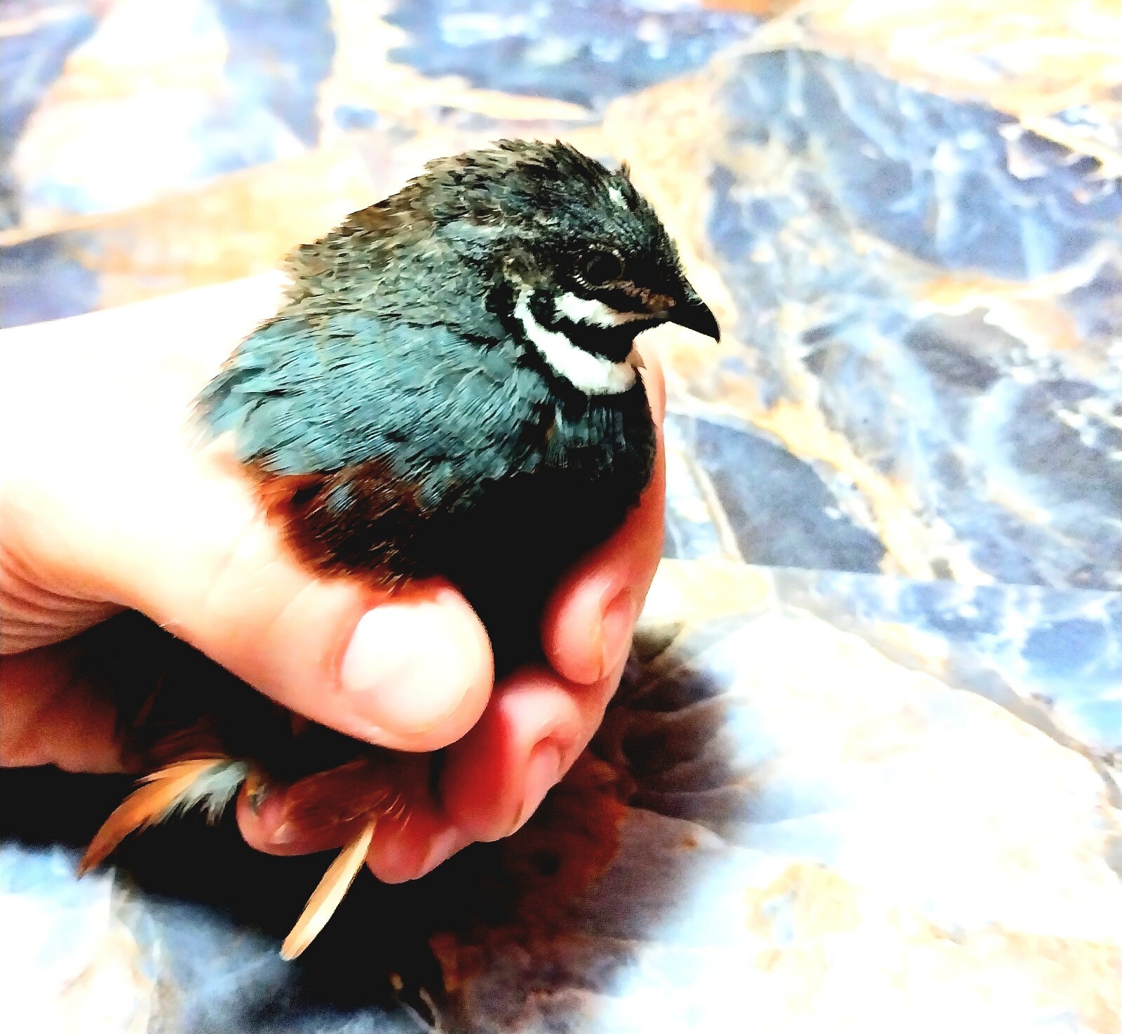 fertile button quail eggs hatching eBay