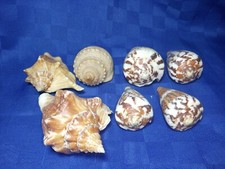 Lotto di 7 Conchiglie Naturali Vintage Organico Rimanenze Gioielleria 