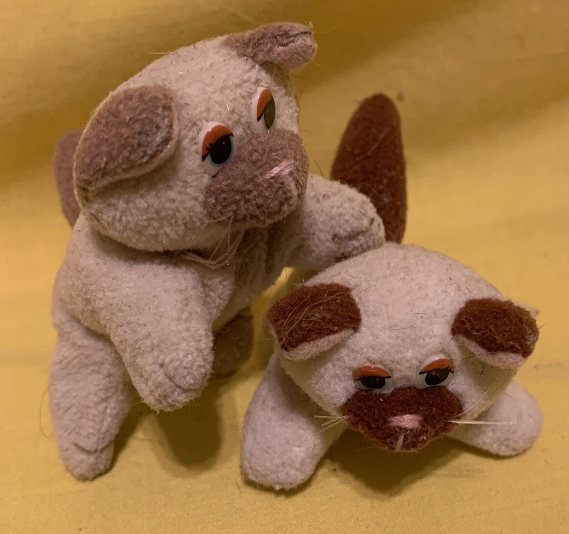 Pound kittens cheap