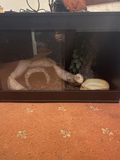 Reptile Enclosure, Heat Lamp With Thermostat To Adjust Temp, Enrichment Included
