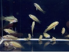 2 Apistogramma Trifasciatum