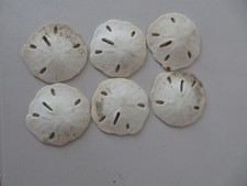 6 Small White Florida Sand Dollars  Size: 3in Coastal Art Crafts