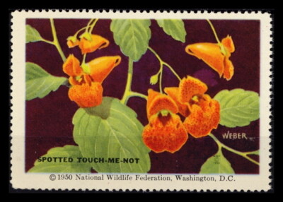 National Wildlife Federation Stamp - 1950 MNH - Spotted Touch-Me-Not