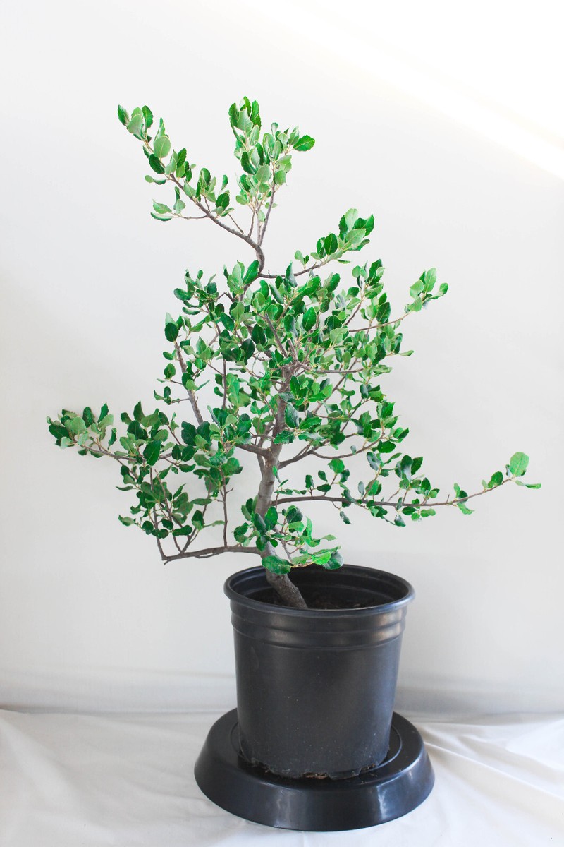 bonsai netto Duranta Nr.39 - Bonsai 40 Jahre - 110 cm hoch