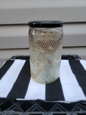 REANIMATED Snakeskin Ball Python Brown Tan Large Glass Jar w/ Black Lid