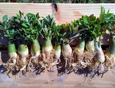 Desert Rose  seedling Plants (10)