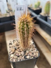 x Pacherocactus orcuttii (cactus - succulent - plant)