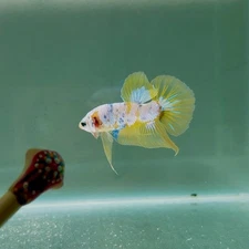 Koi Yellow Base S34 Plakat - Male Betta