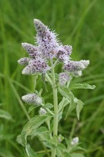 Mentha longifolia 100 Seeds | Wild Mint | Aromatic Perennial Herb