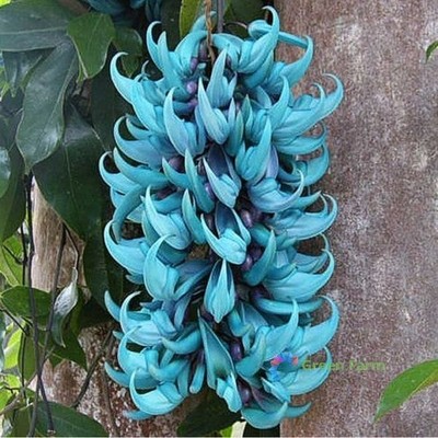 5 Seeds Strongylodon Macrobotrys Turquoise Jade Vine Beautiful Ornamental Plants
