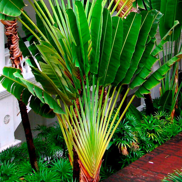 Ravenala sp. 'Honkondambo' – Red Travellers Palm – Buy seeds at