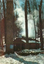 Postcard Maple Sugaring in Vermont