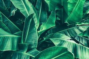 7x5ft Nature Tropical Banana Leaf Texture Vinyl Studio Backdrop Photo Background Ebay