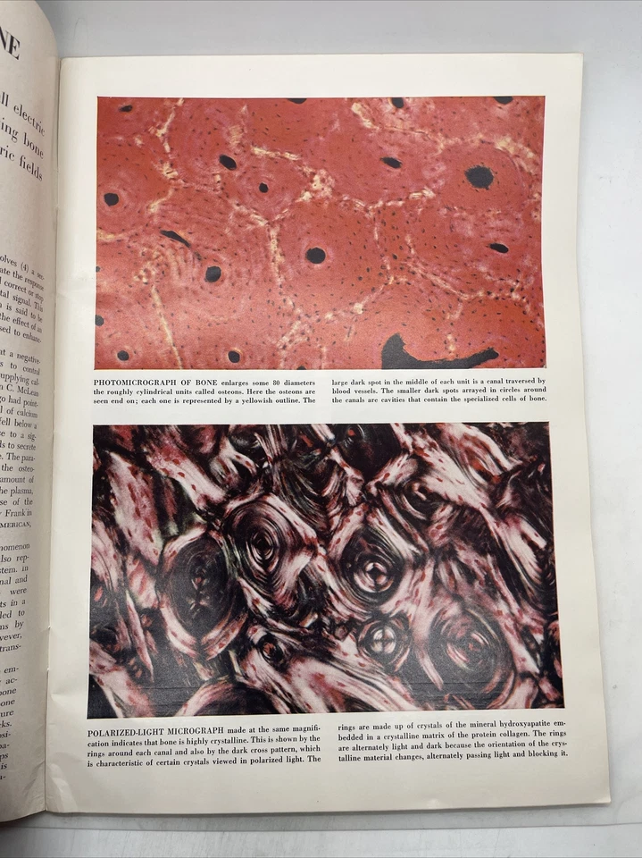 Scientific American Magazine October 1965 Chance Petroleum Protein Foto 3 de 4