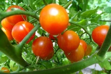 Orangeto  Cherry Tomato - a burst of sunshine!