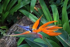 3 Bird of Paradise Seeds