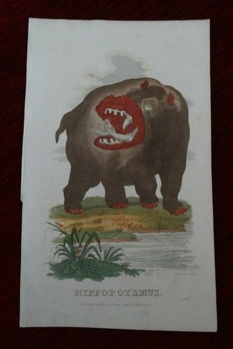 Hippopotamus print, Antique, engraving, hand coloured print, orig. old picture - Picture 1 of 9