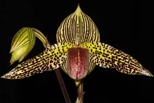 Paph. Iantha Stage #3 (sukhakulii x rothschildianum)