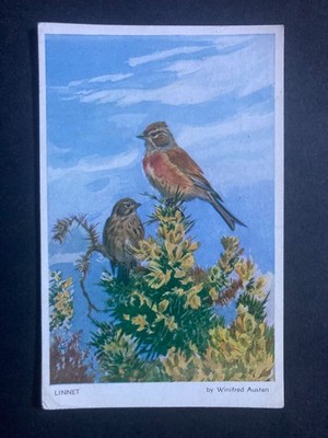 Das Linnet von Winifred Austen Vintage Vogel Postkarte P86