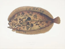 Antique Fish Print, Topknot Flatfish, Couch - c.1850 Colour Print 166