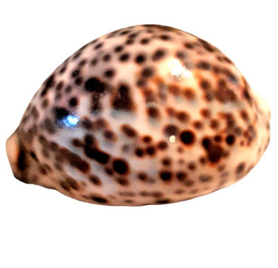 3   Large Sea Snail Shell Cypraea Tigris Tiger Cowrie Beach Home Decor Nautical