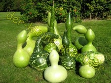 FLASCHENKÜRBIS KALEBASSEN KALEBASSE KÜRBISSAMEN KÜRBIS ZIERKÜRBIS 10 SAMEN #9