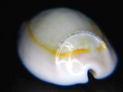 CYPRAEA ANNULUS:  FREAKISH RINGED DORSAL FREAK @ 23.48MM!