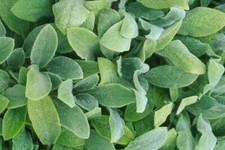 Stachys byzantina (lanata)'Silver Carpet' - Lamb's Ears - Lot of 3 small plants