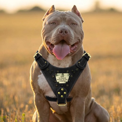 No Pull Leather Large Pet Dog Harness Personalised Name Spikes Studs Pitbull - Picture 9 of 14