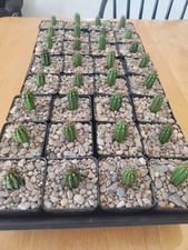 Stenocereus martinezii