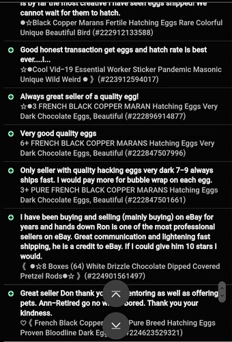●6 Fresh Ayam Cemani Hatching Egg-Rarest Chicken on the Planet Organic Pure