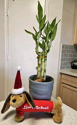 6 Lucky Bamboo Stalks 8 Inches Plants, Unique Gift, Feng Shui, Indoor Perennial