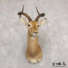 #20294 P | South African Impala Taxidermy Shoulder Mount For Sale