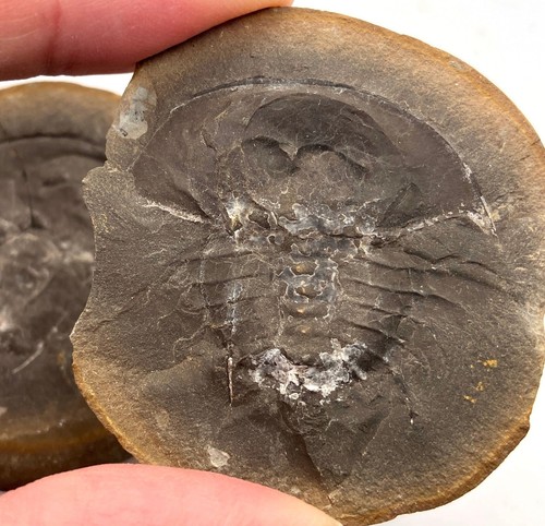 Large 4 cm fossil horseshoe crab - Euproops - Mazon Creek - both sides - IL