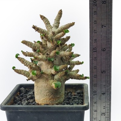 Adenium arabicum hybrid DHA for sale by Little One Plant Nursery