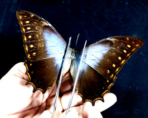 Morpho Theseus | eBay