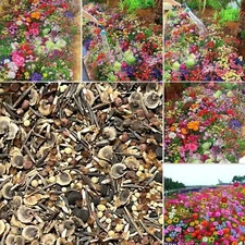 Seasonal Enchantment Garden - 200 Mixed Perennial Flower Seeds Collection