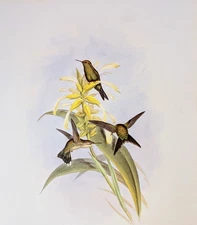 John Gould CANIVET'S EMERALD Hummingbirds Vintage Bird Art Print Bookplate 351