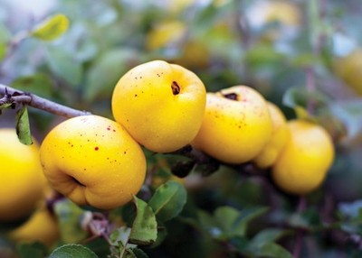 Chaenomeles Japonica 20 Samen - Japanische Quitte / winterhart blühend & essbarer Strauch