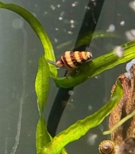 12 Baby Assassin Snails Freshwater Bred In USA Free Ship